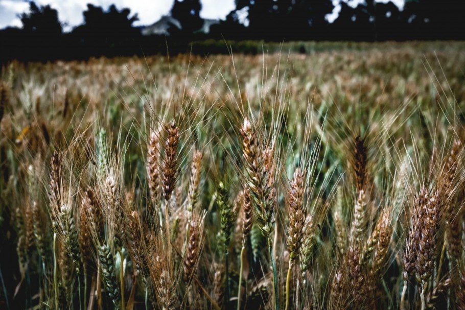 Тритикале это зерновая культура