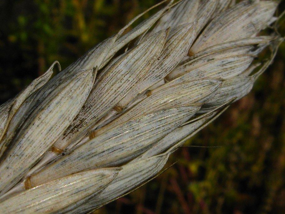 Хлебные поля Удмуртии