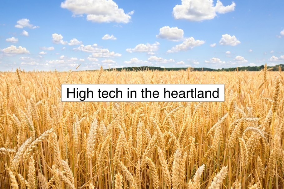 Колос тритикале