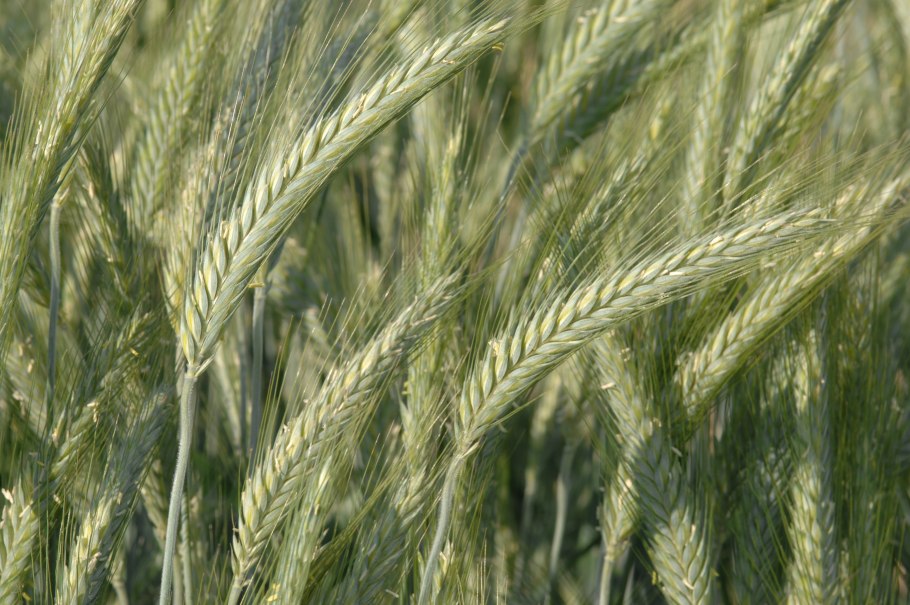 Сельское хозяйство Венгрии