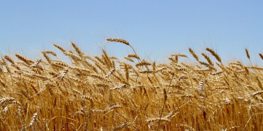 Полевые культуры зерновые
