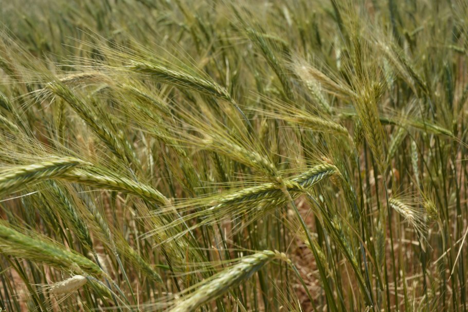 Пшеничные поля Польши