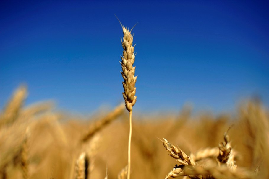 Картинка поля агросектор