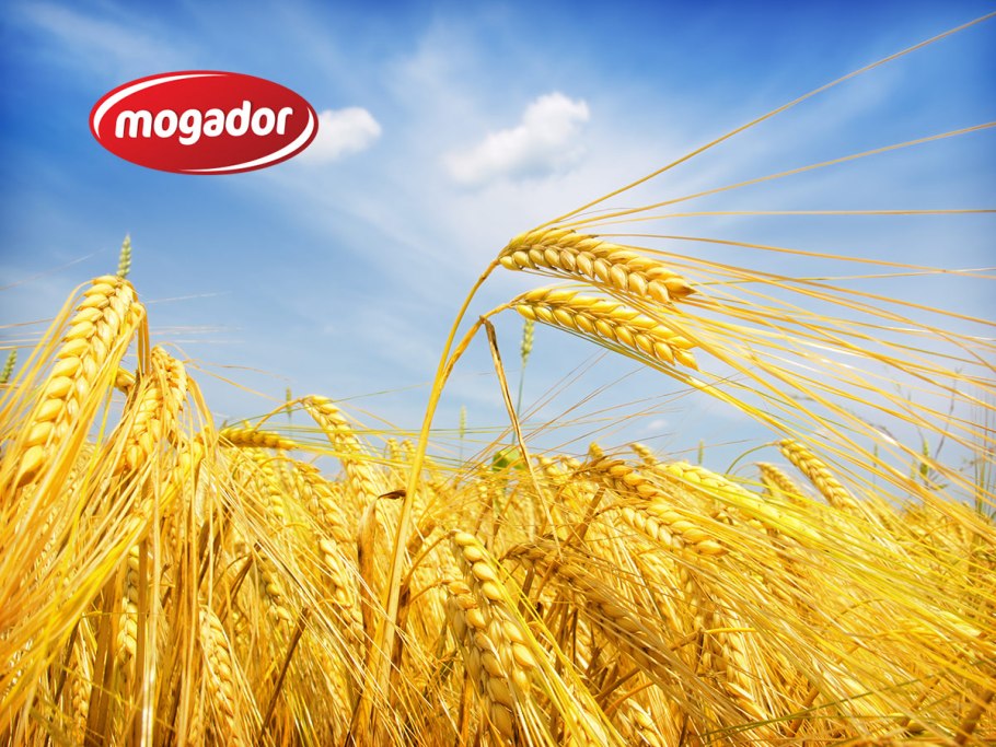 Ливенские поля рожь