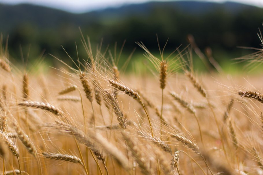 Колос озимой пшеницы