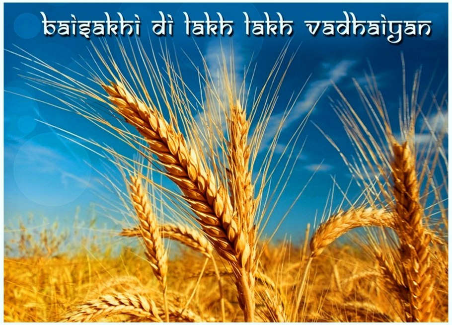 Многоголосная пшеница