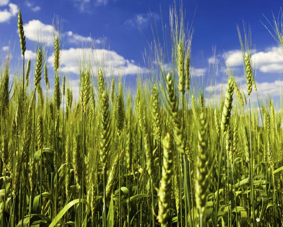 Поле культуры