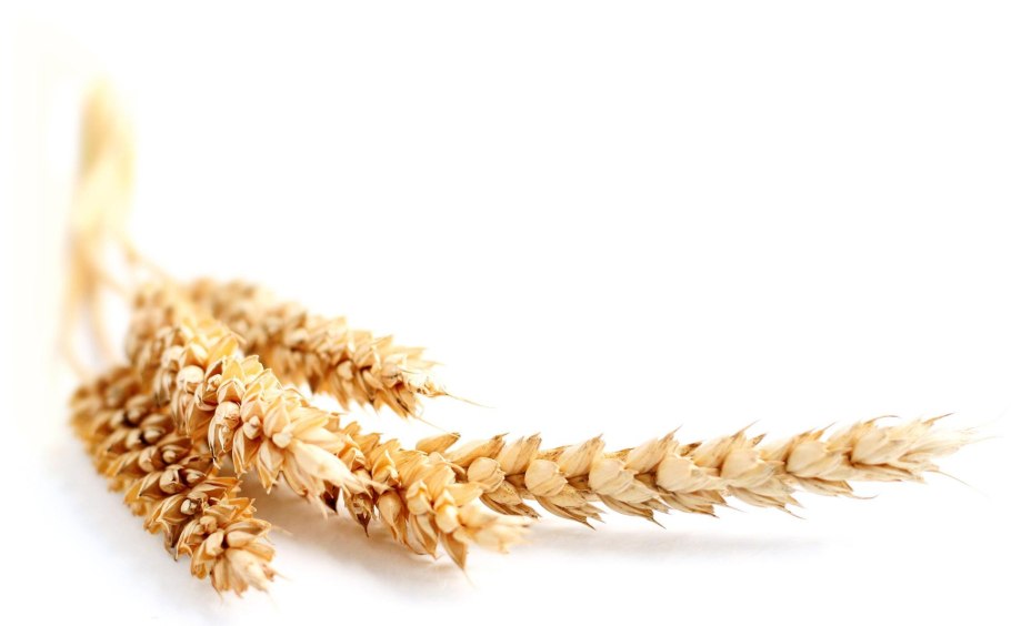 Пшеница рожь тритикале