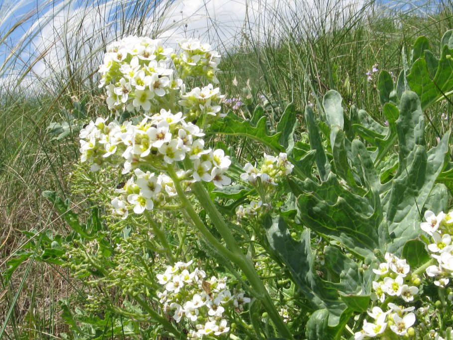 Катран шершавый