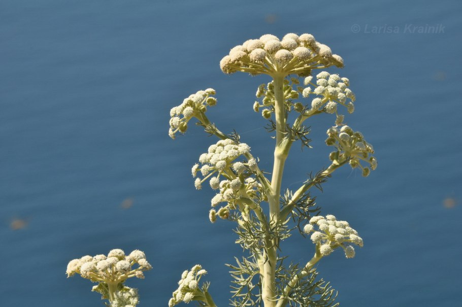 Катран Коктебельский