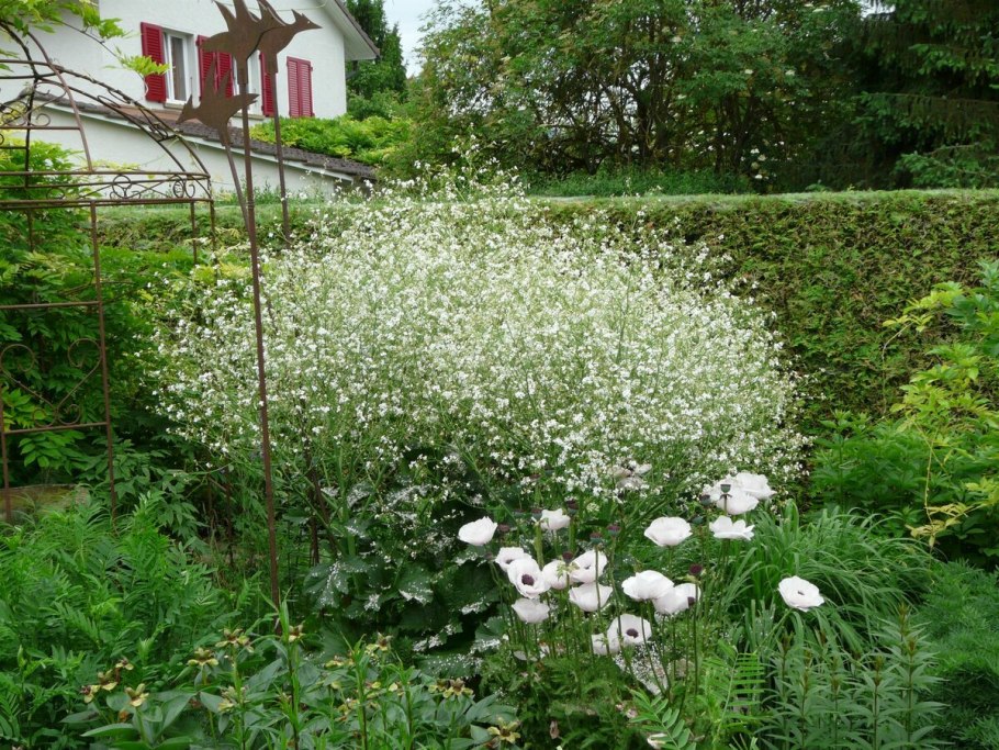 Зонтичные растения Крыма