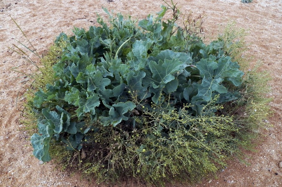 Катран Crambe maritima