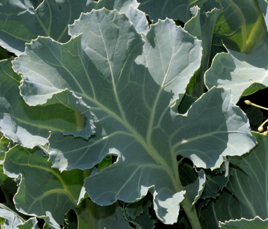 Катран капуста