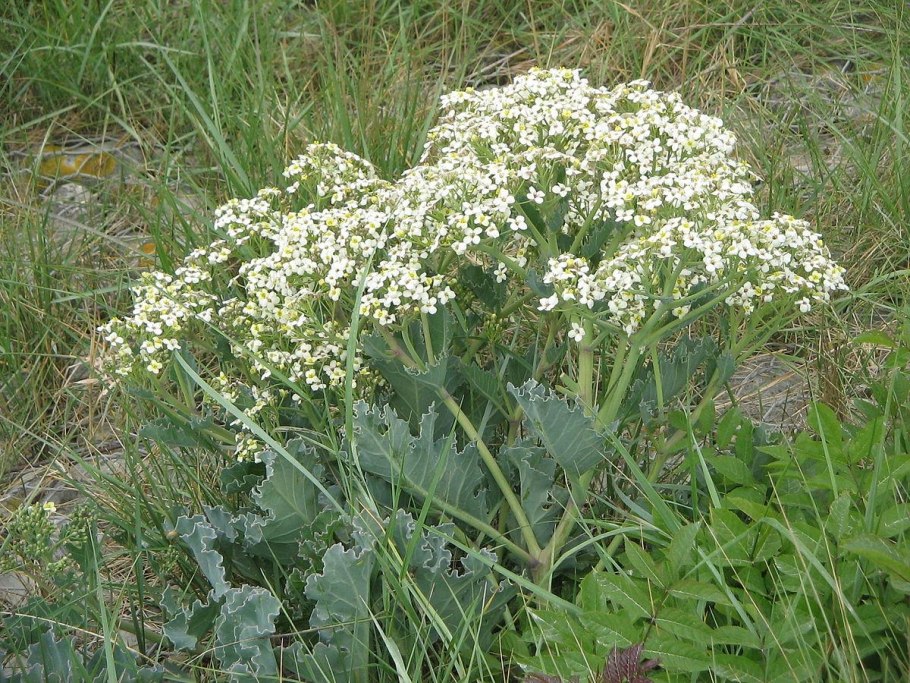 Катран Crambe cordifolia