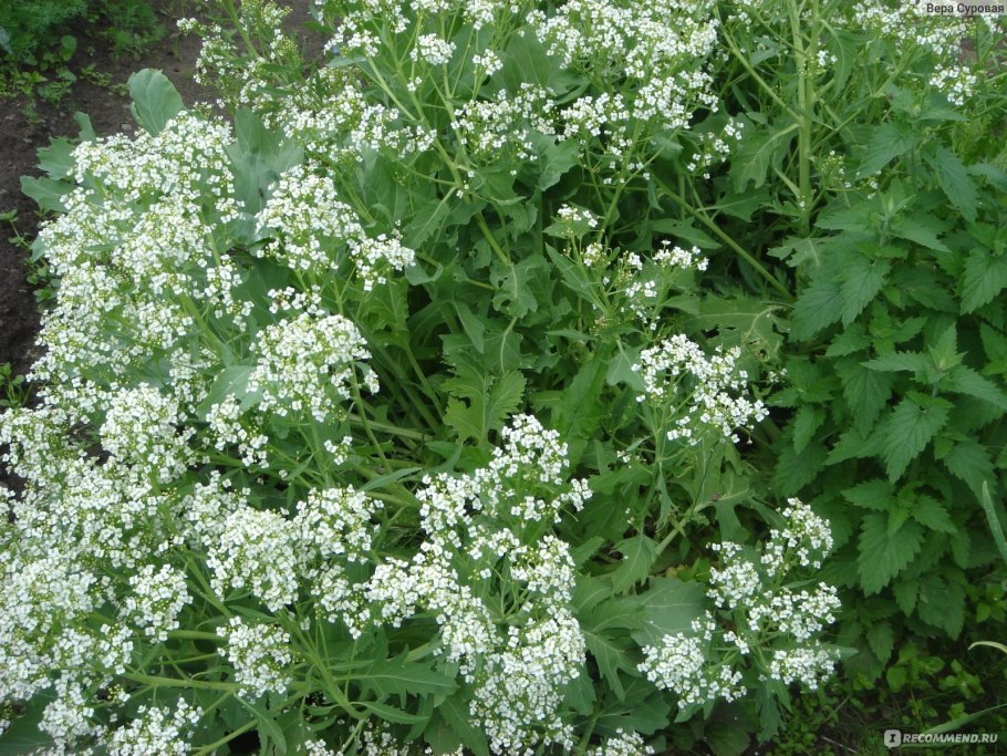 Катран Crambe maritima