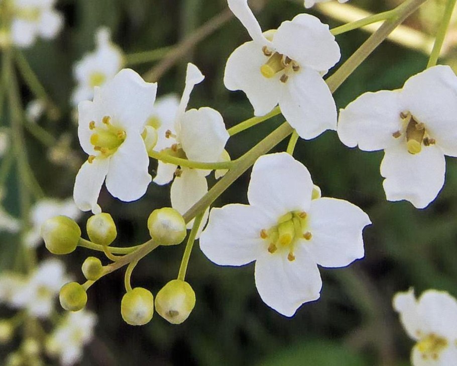 Катран Стевена красная книга