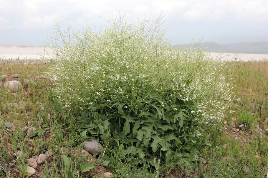 Травы Приазовья