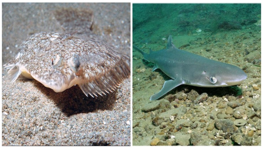 Катран татарский растение