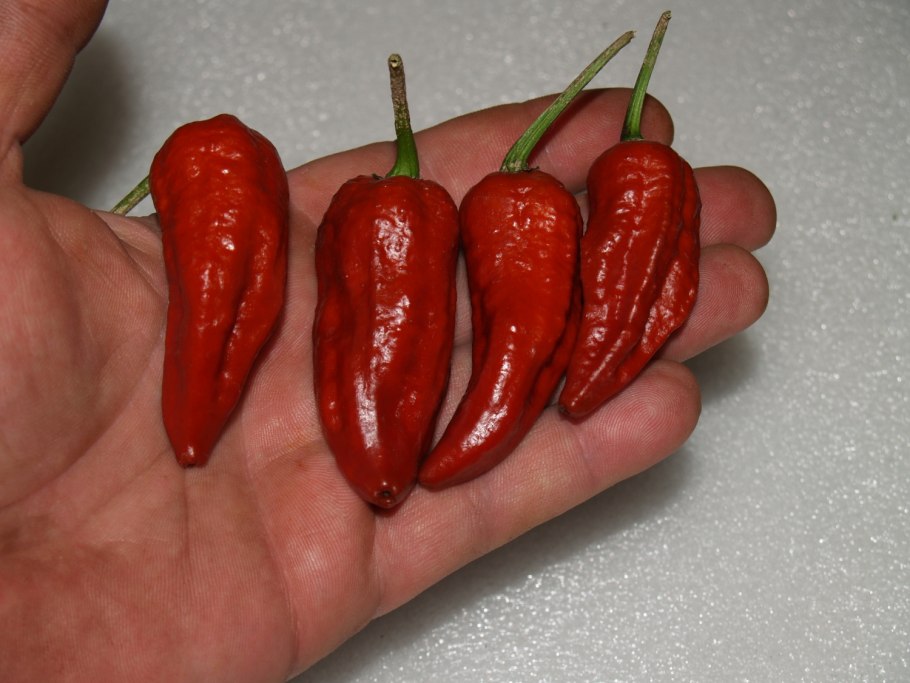Перец острый Рокита