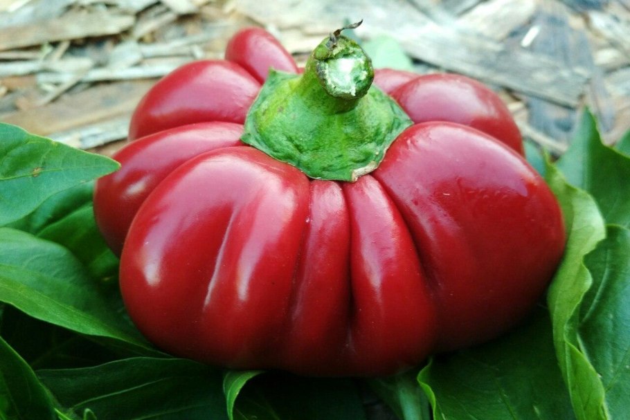 Перец Ратунда куст