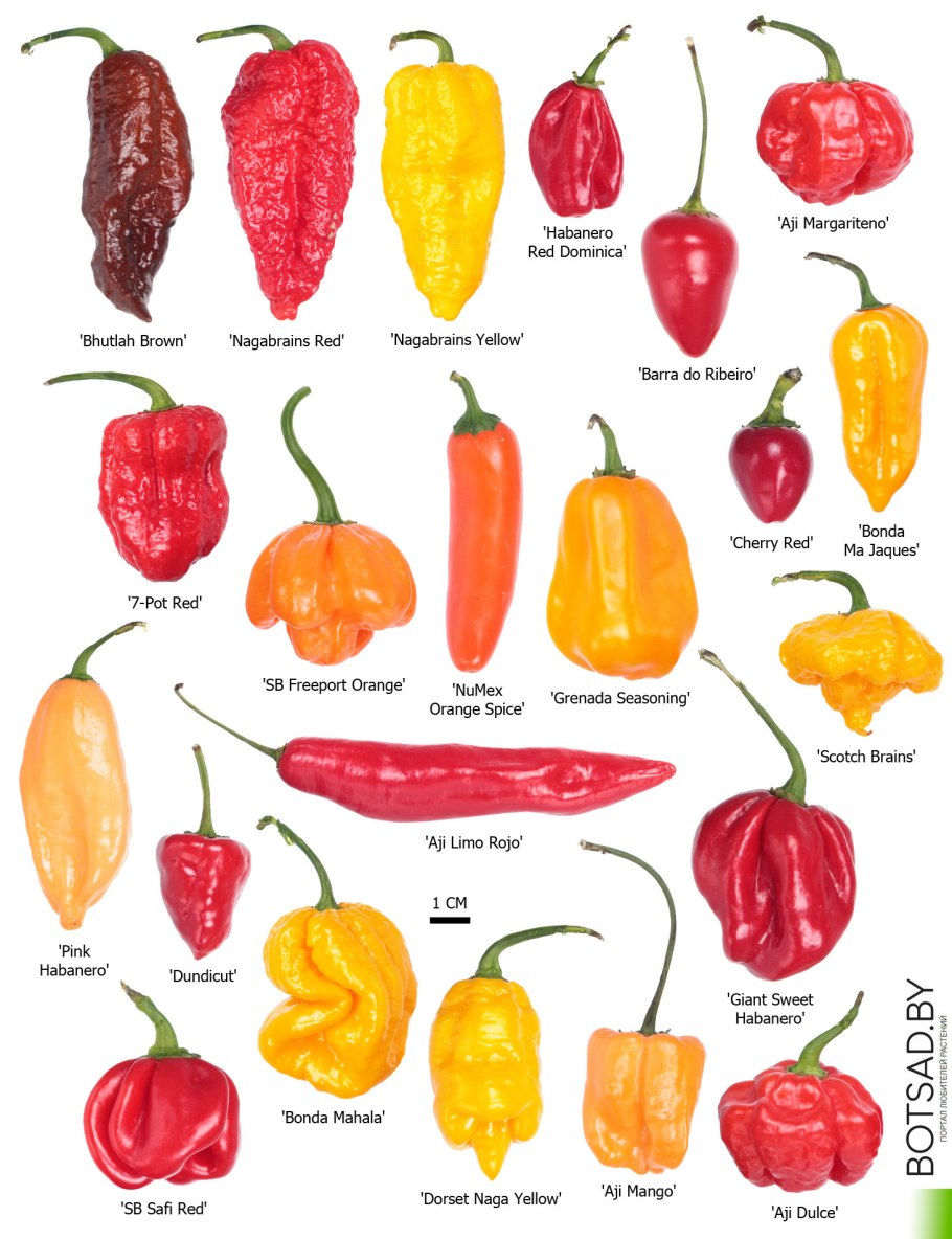 Виды острых перцев