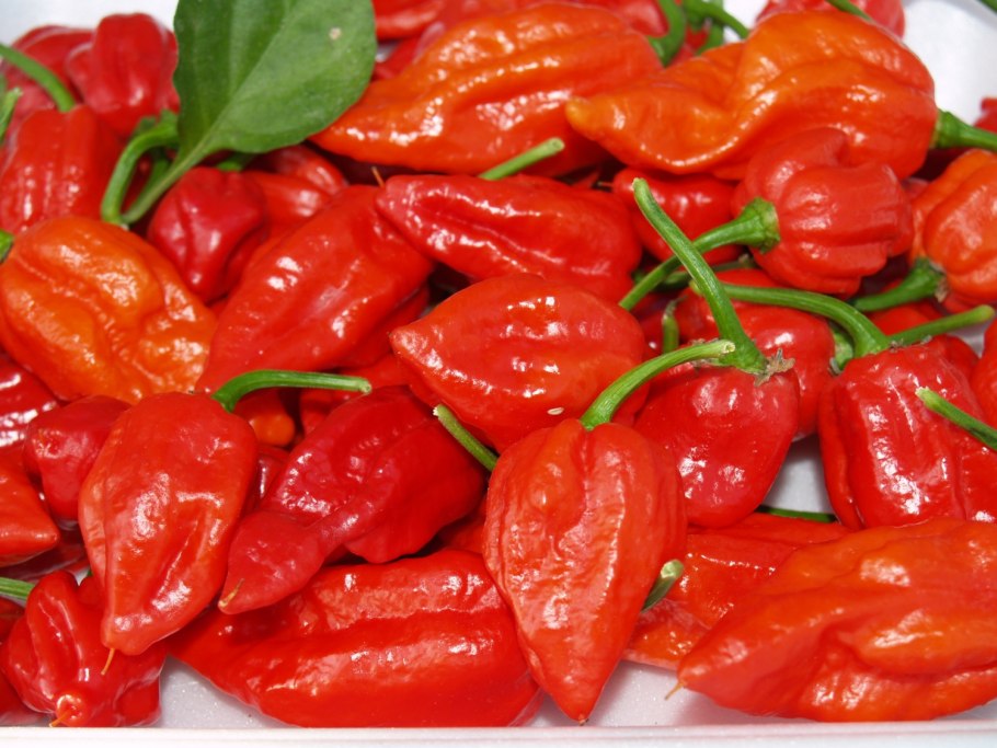 Семена острого перца Нага Морич