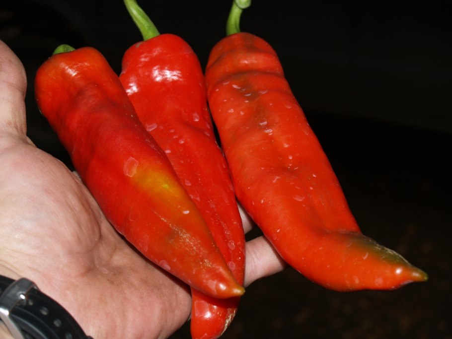 Перец Сонора f1