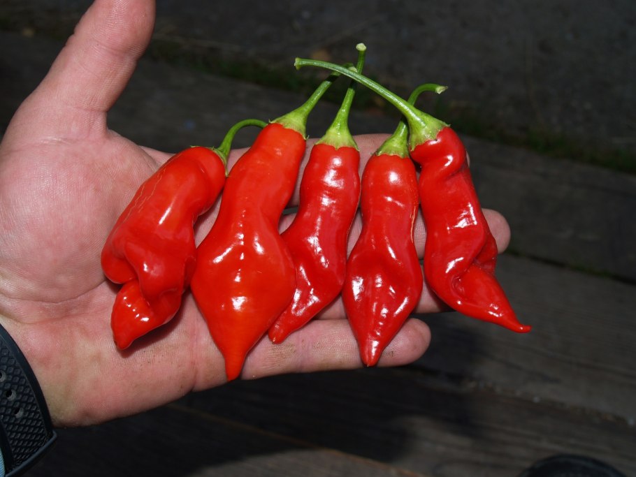 Перец Sugar Rush Red