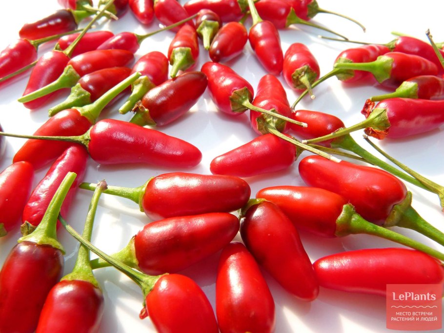 Перец стручковый Горький сорта