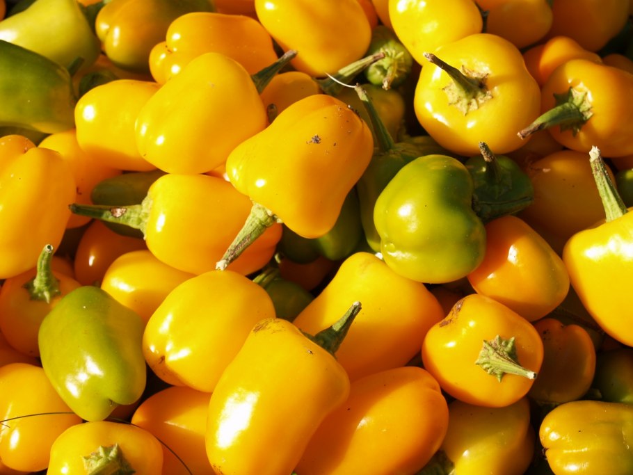 Желтый перец мелкий сорт