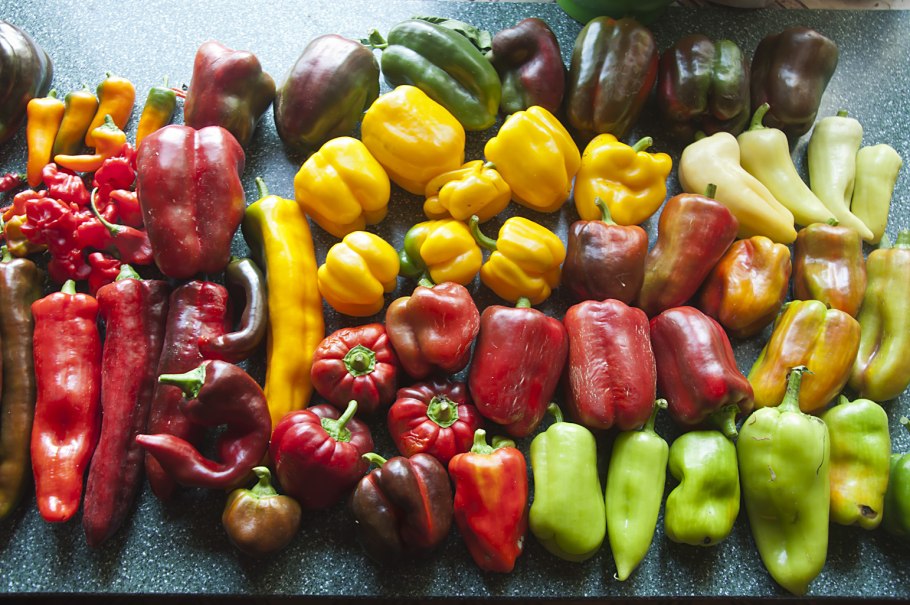 Сорт перца Ведрана