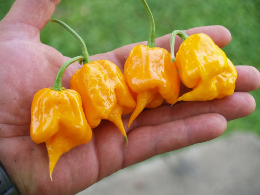 Перец острый Визирь