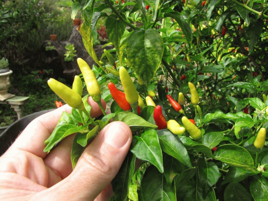 Перец Квинтишо