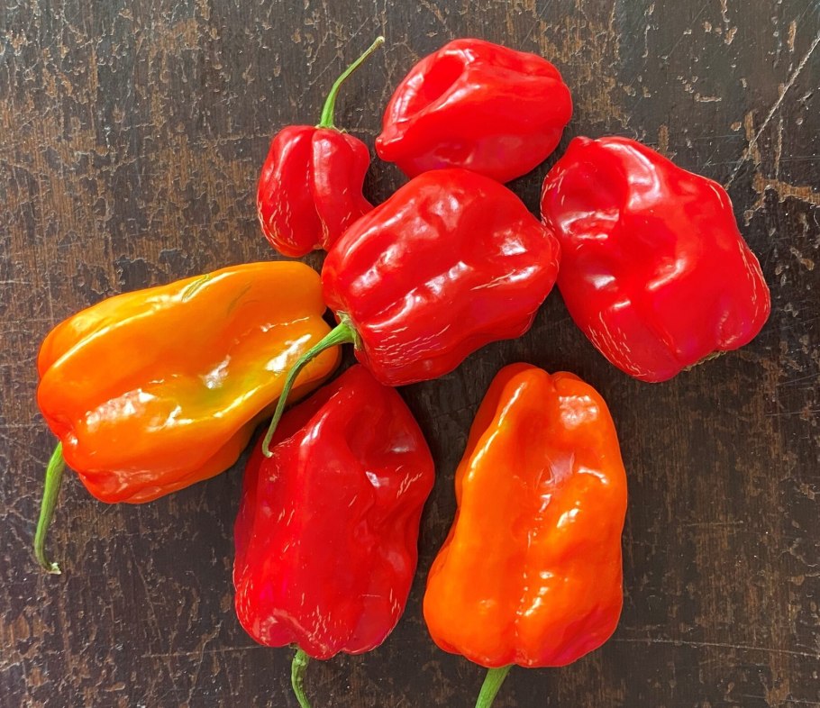 Хабанеро красный семена