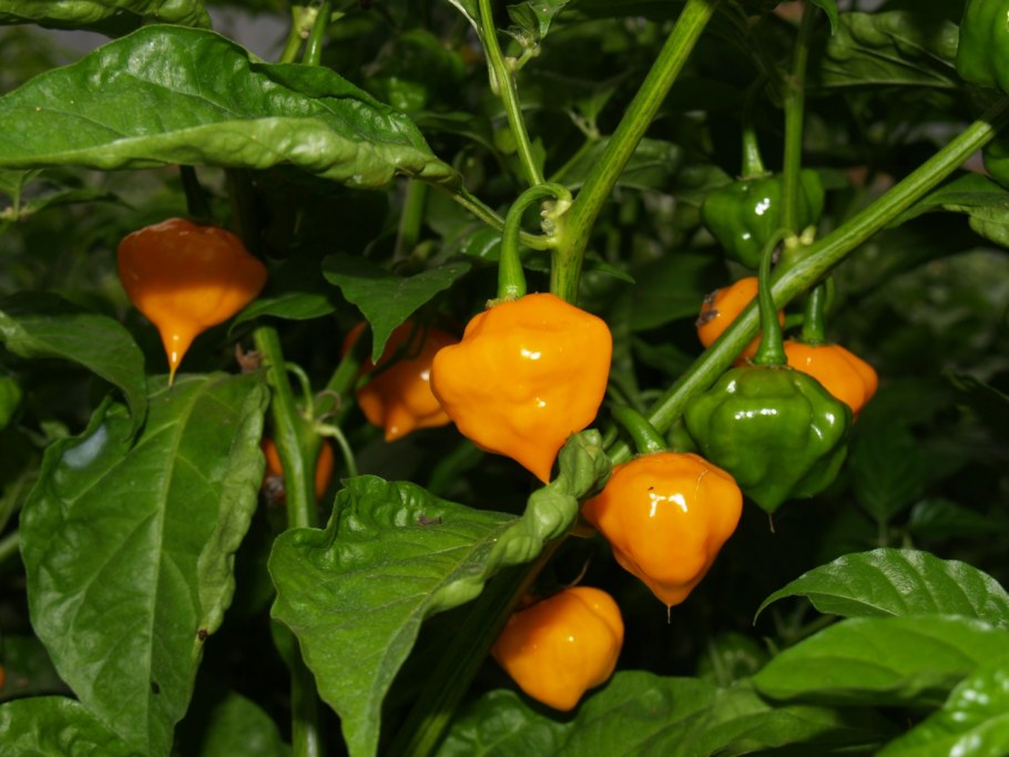 Перец Горький Мушрум