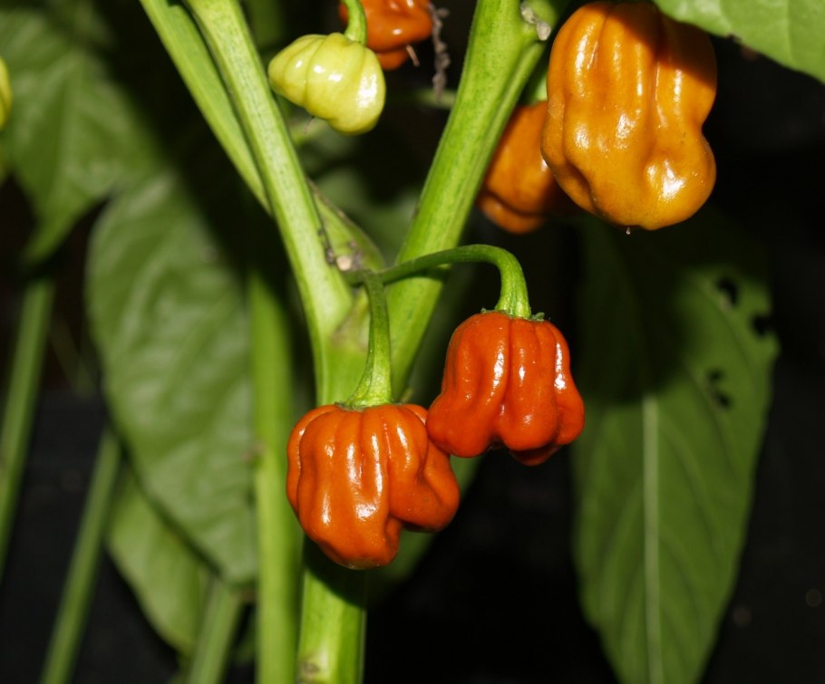 Перец Хабанеро семена
