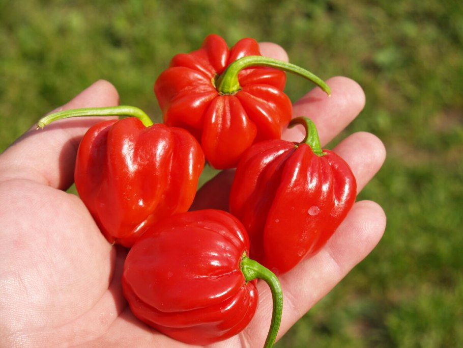 Горький перец Хабанеро красный