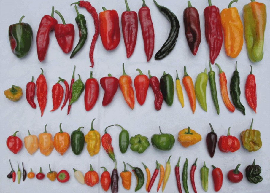 Сорта острого перца Чили