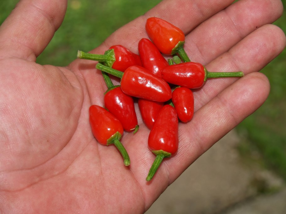 Сорта перца Чили