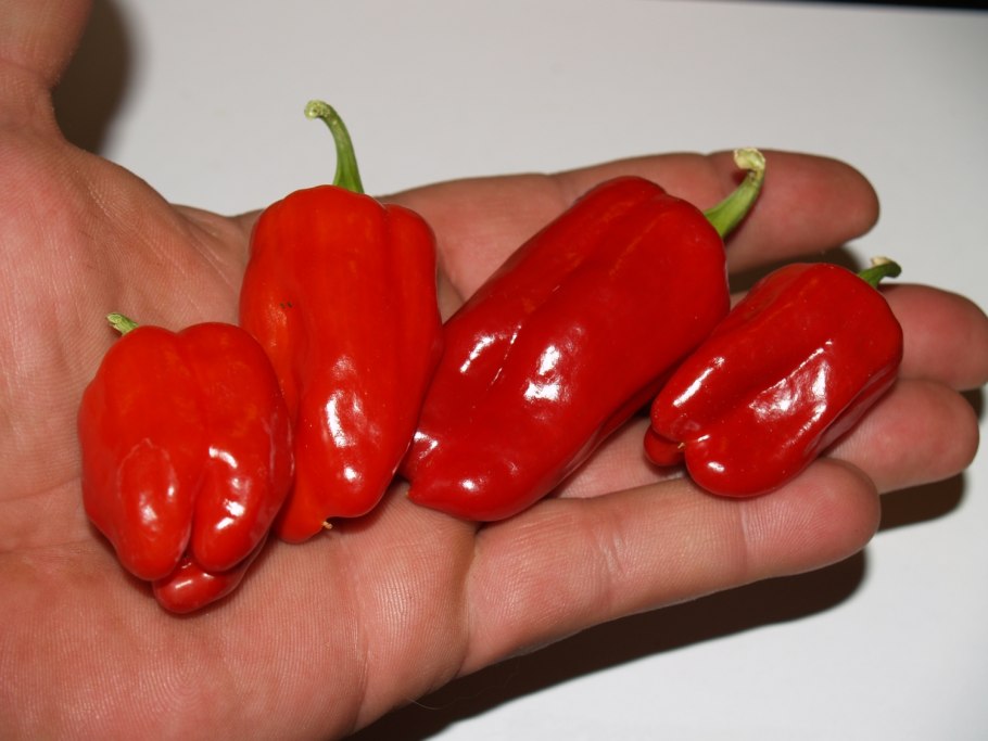 Перец острый Биг дадди