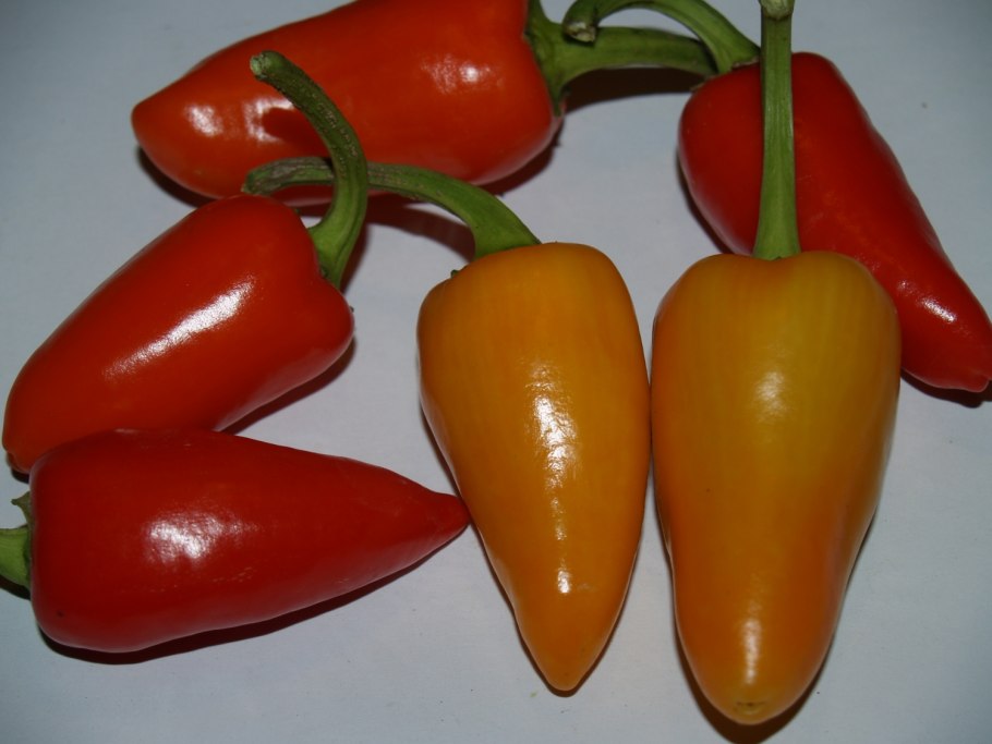 Болгарский перец сорт Шико