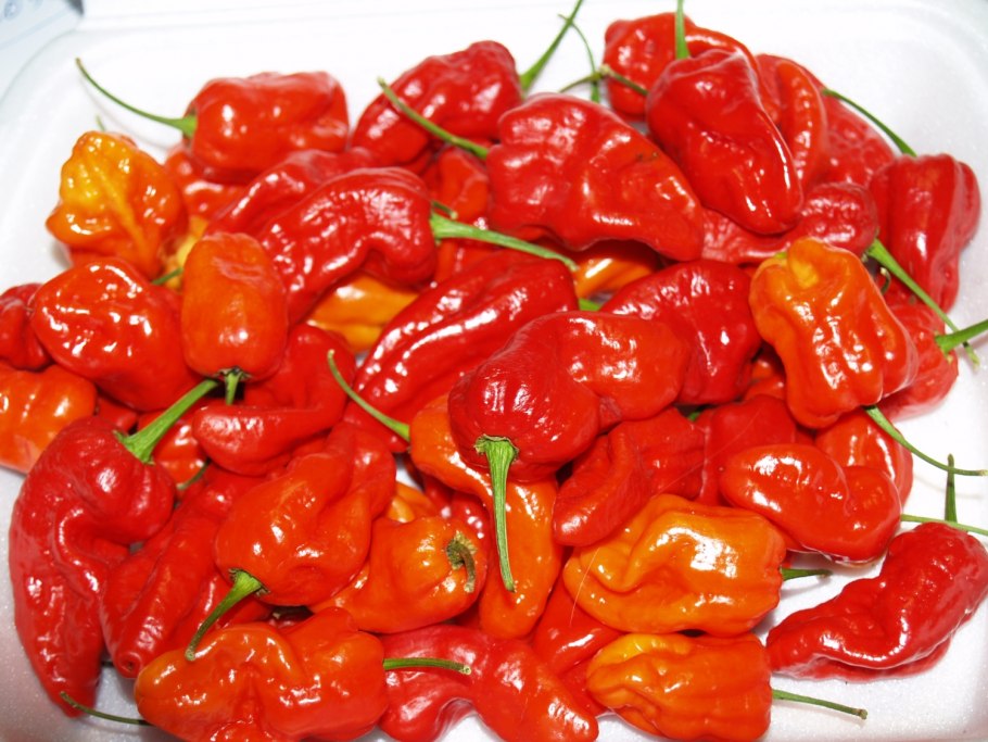 Перец острый Рокита