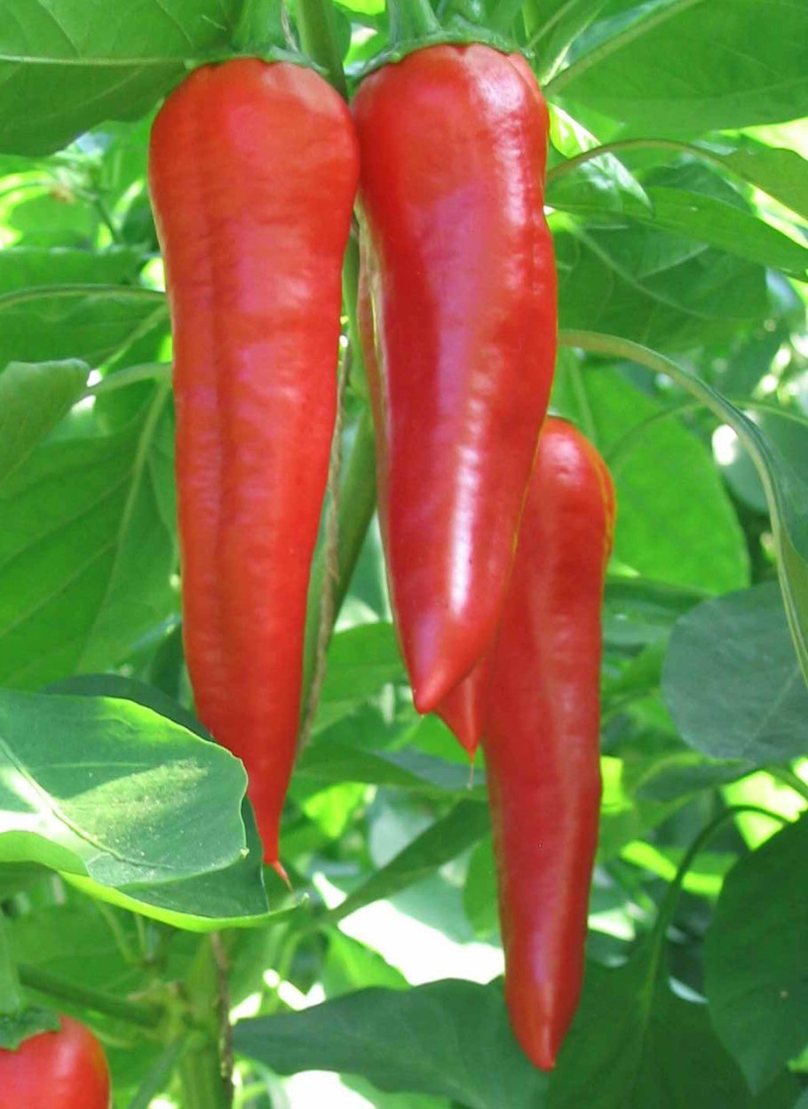 Перец Пилигрим f1 Агросемтомс