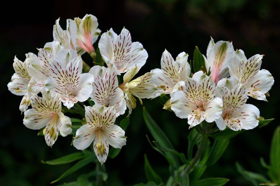Alstroemeria revoluta
