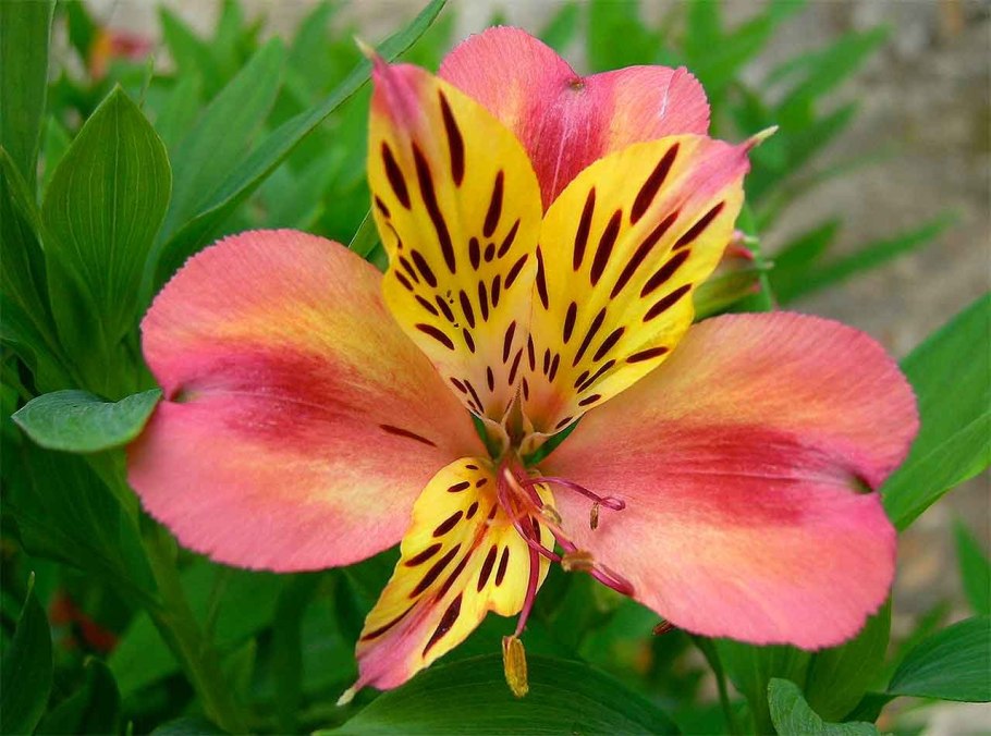 Альстромерия (Alstroemeria)