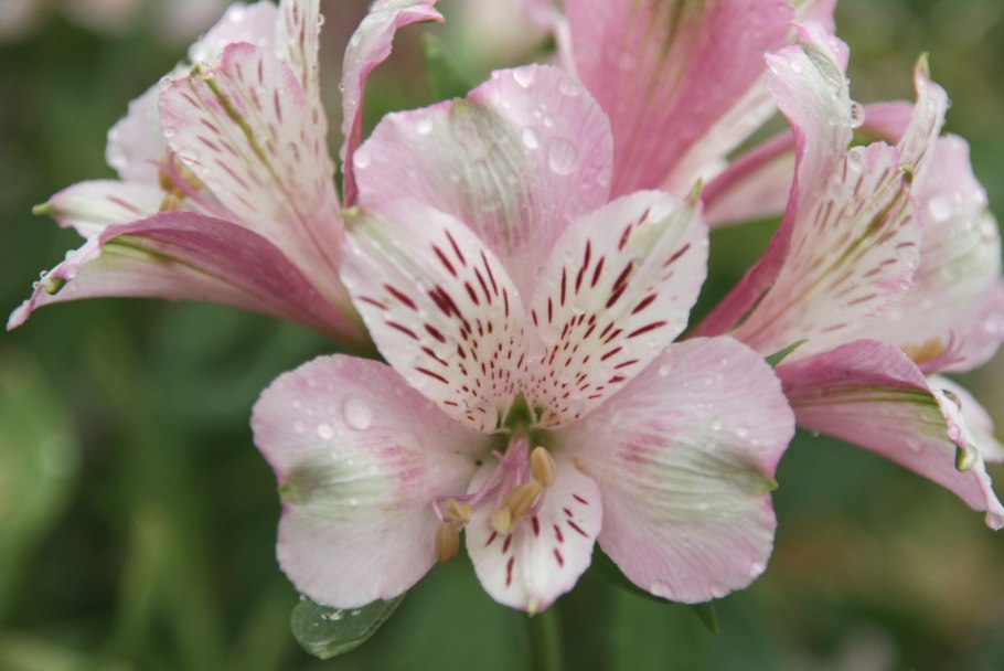 Bomarea edulis