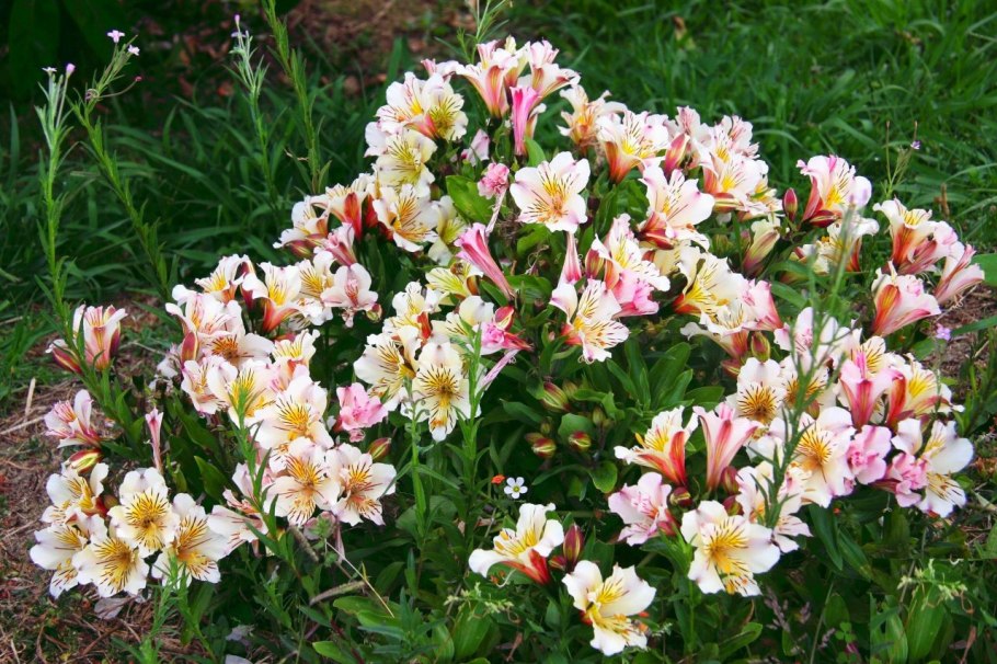 Альстромерия (Alstroemeria)
