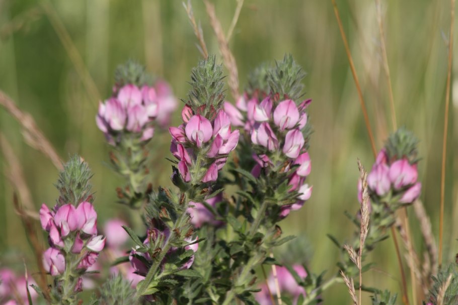 Стальник колючий (Ononis spinosa)