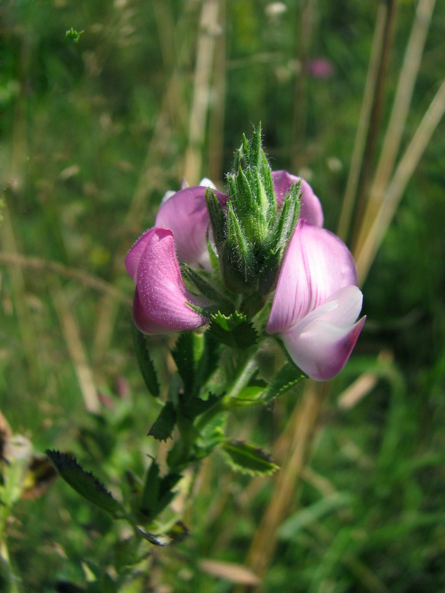Растение стальник полевой