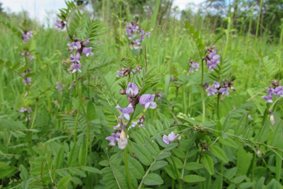 Стальник ползучий
